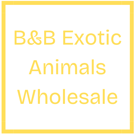 B & B Exotic Animals Wholesale